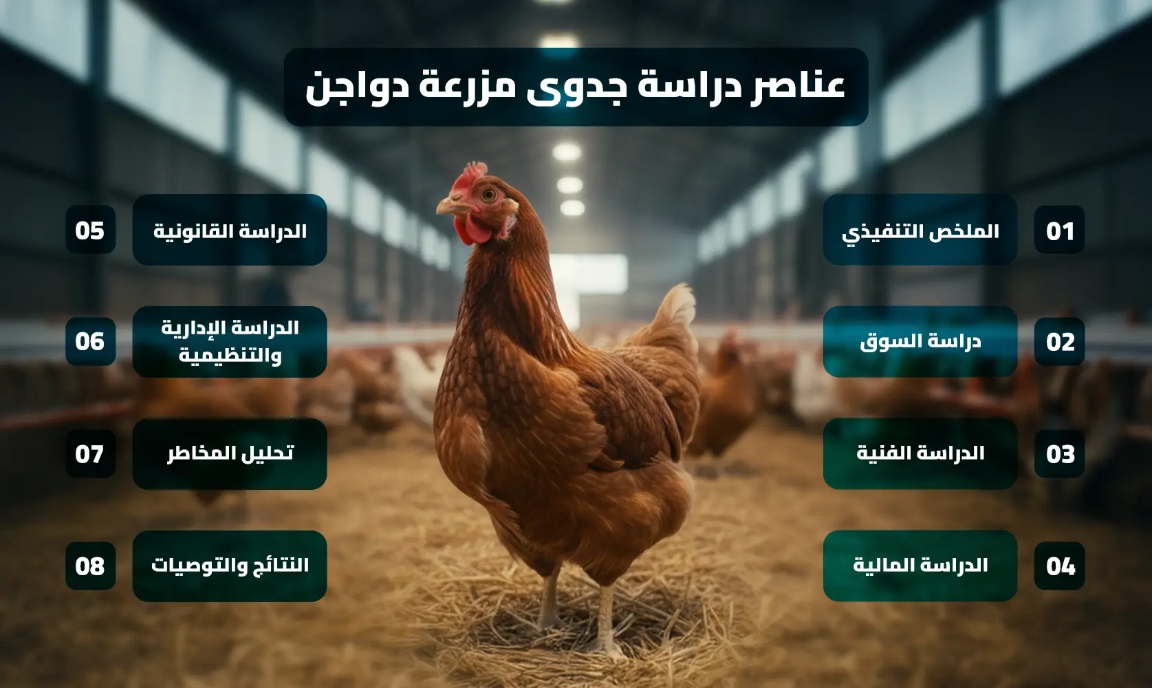 دراسة جدوى مزرعة دواجن