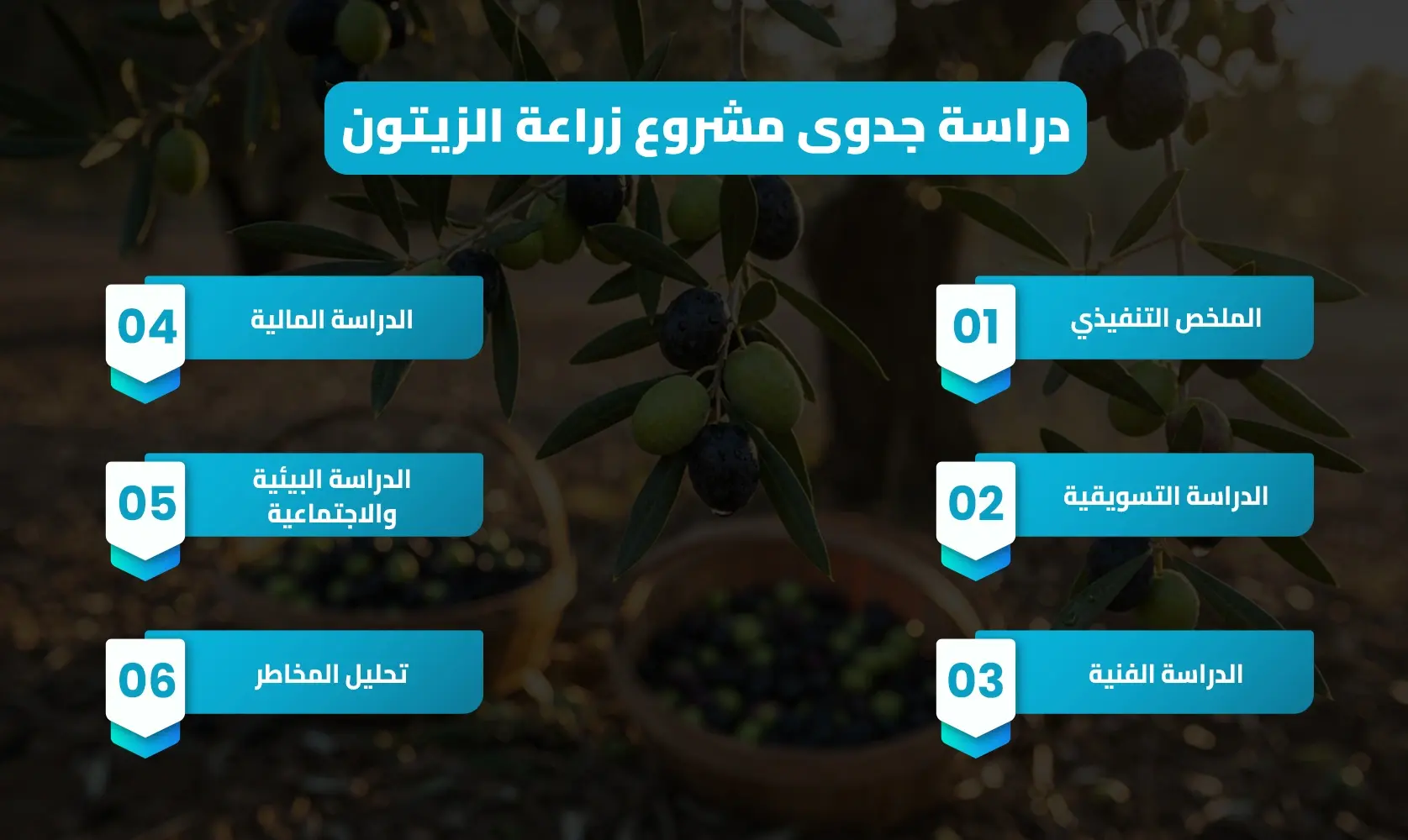 مشروع زراعة الزيتون