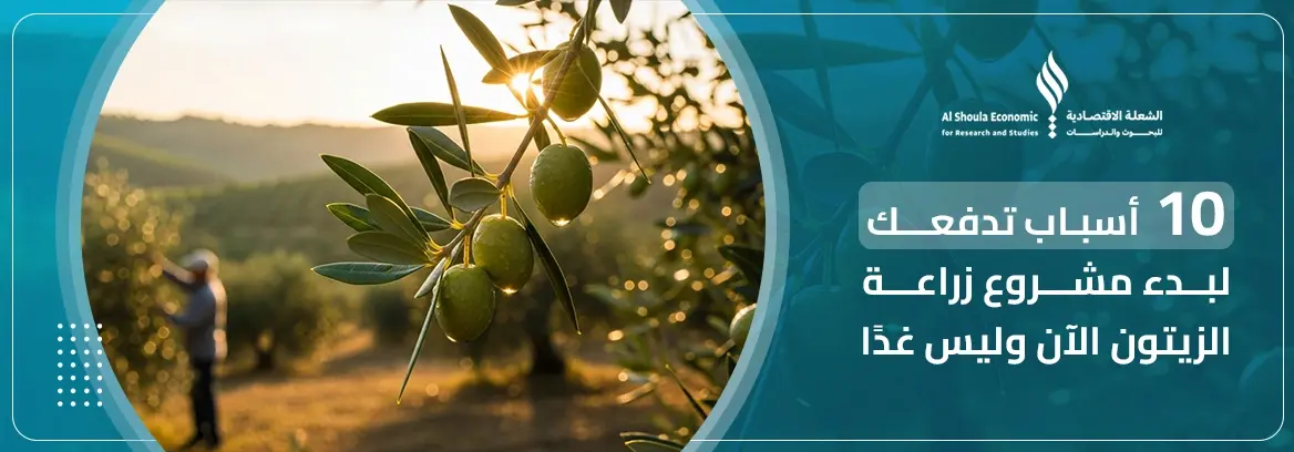 مشروع زراعة الزيتون